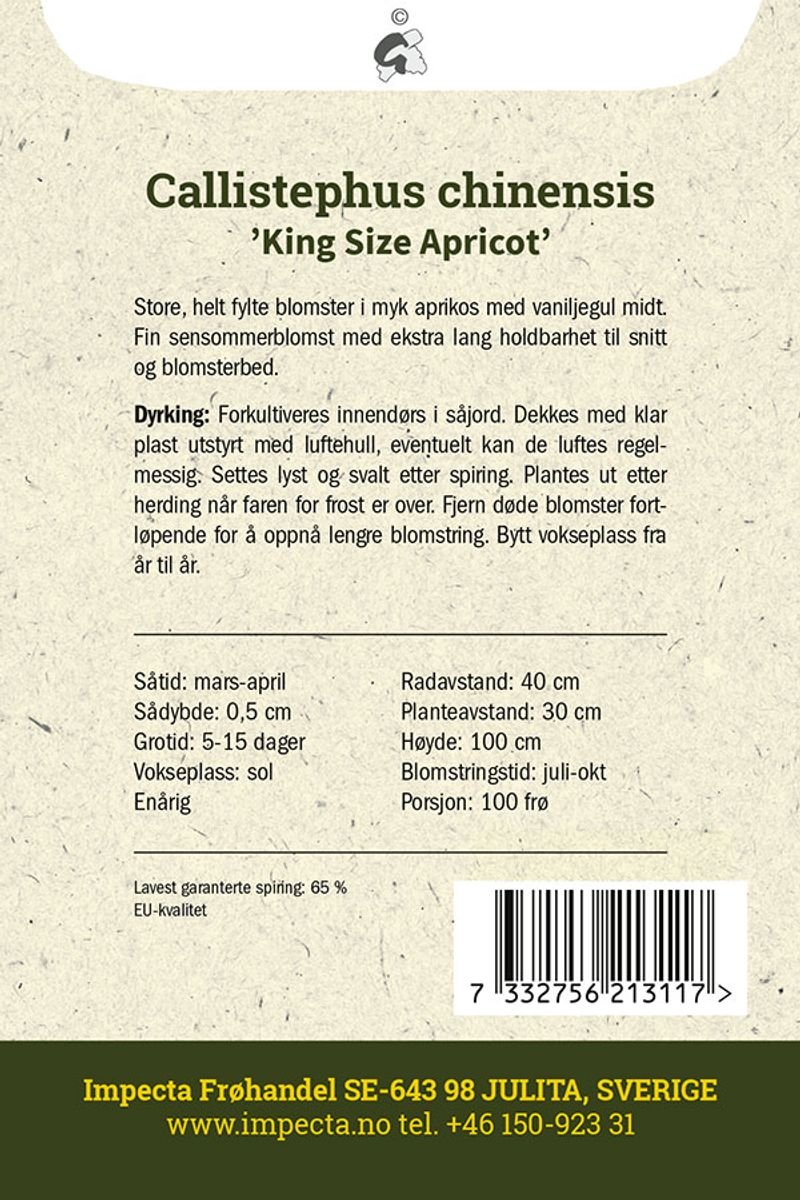 Sommerasters 'King Size Apricot'