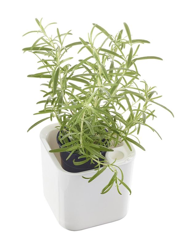 Eden urtekrukke, hvit 12cm
