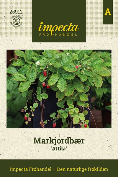 Hovedbilde Markjordbær 'Attila'