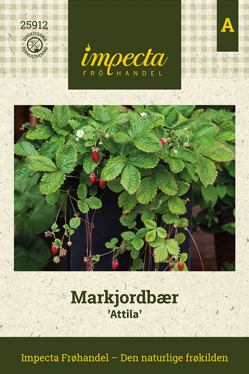 Markjordbær 'Attila'