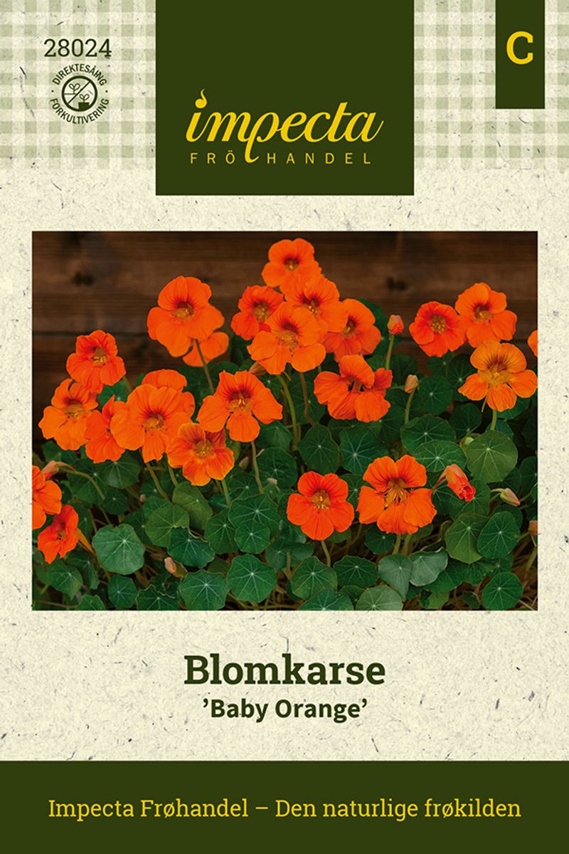 Blomkarse 'Baby Orange'