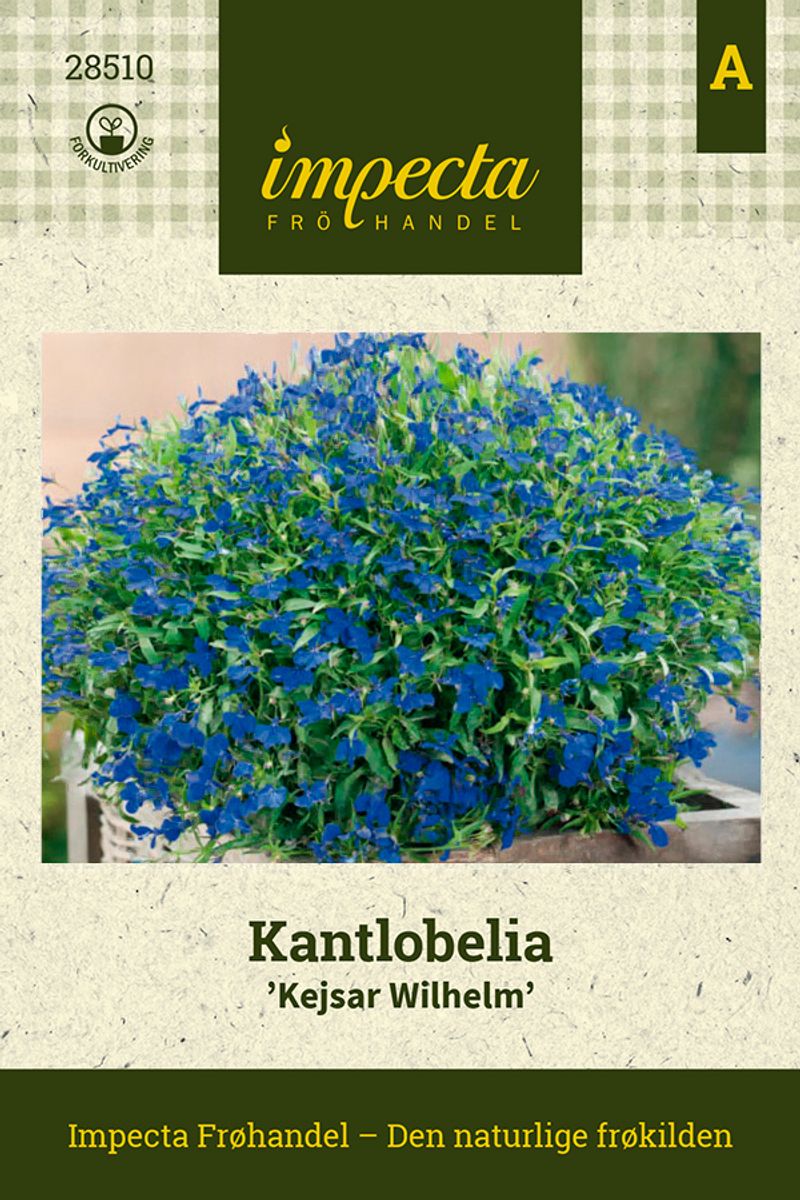 Kantlobelia 'Kejsar Wilhelm'