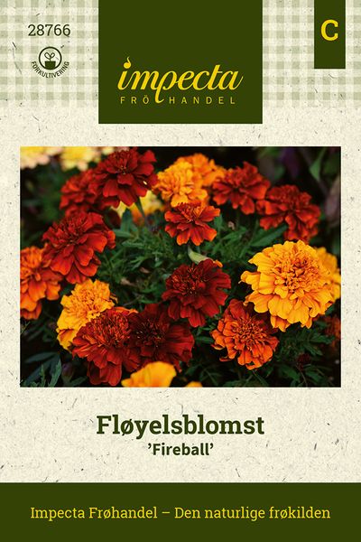 Hovedbilde Fløyelsblomst 'Fireball'
