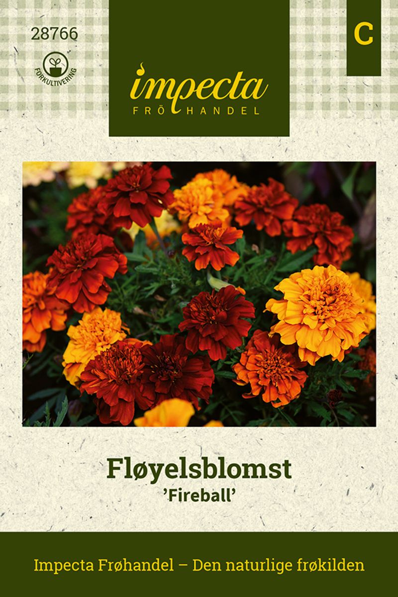 Fløyelsblomst 'Fireball'