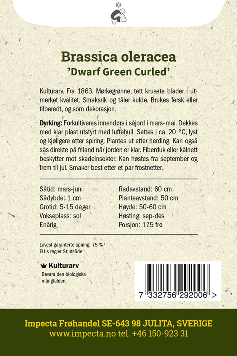 Grønnkål 'Dwarf Green Curled'
