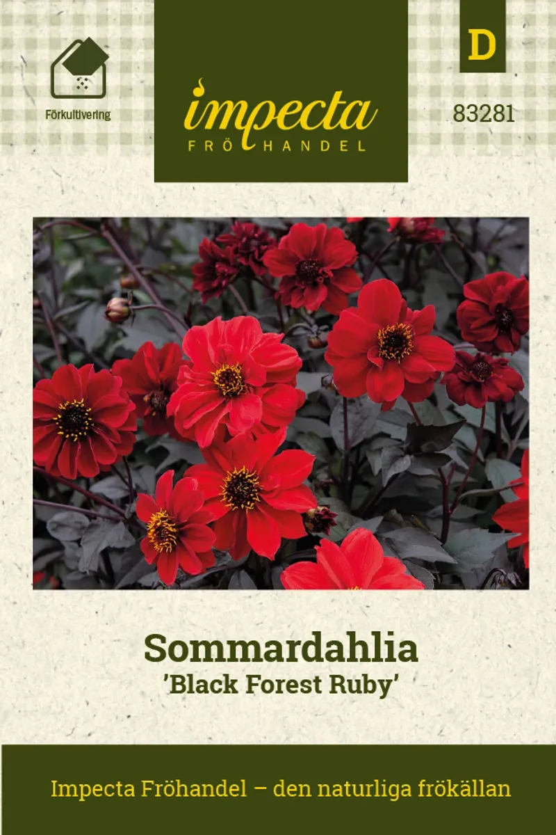GEORGINE BLACK FOREST RUBY