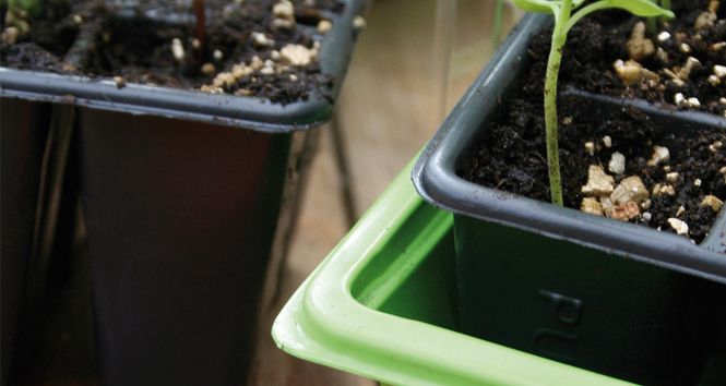 Hovedbilde MINIDRIVHUS Small med potteinnsats