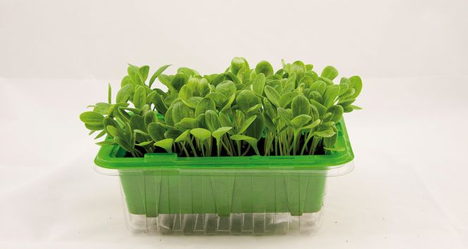 Hovedbilde Micro Leaf Agurkurt