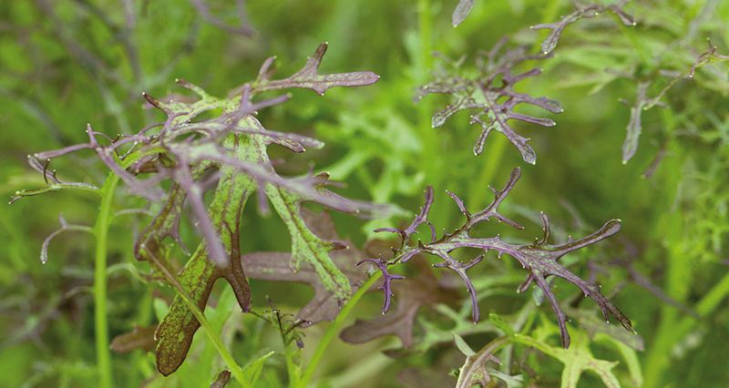 Micro Leaf Sareptasennep