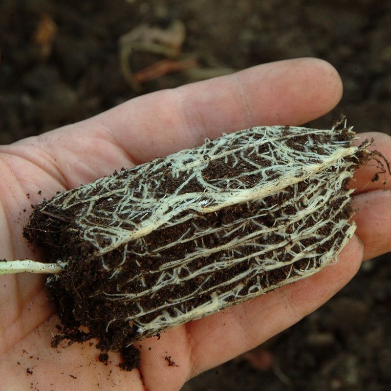 Rootrainers. For såing og småplante dyrking. 8cm dyp