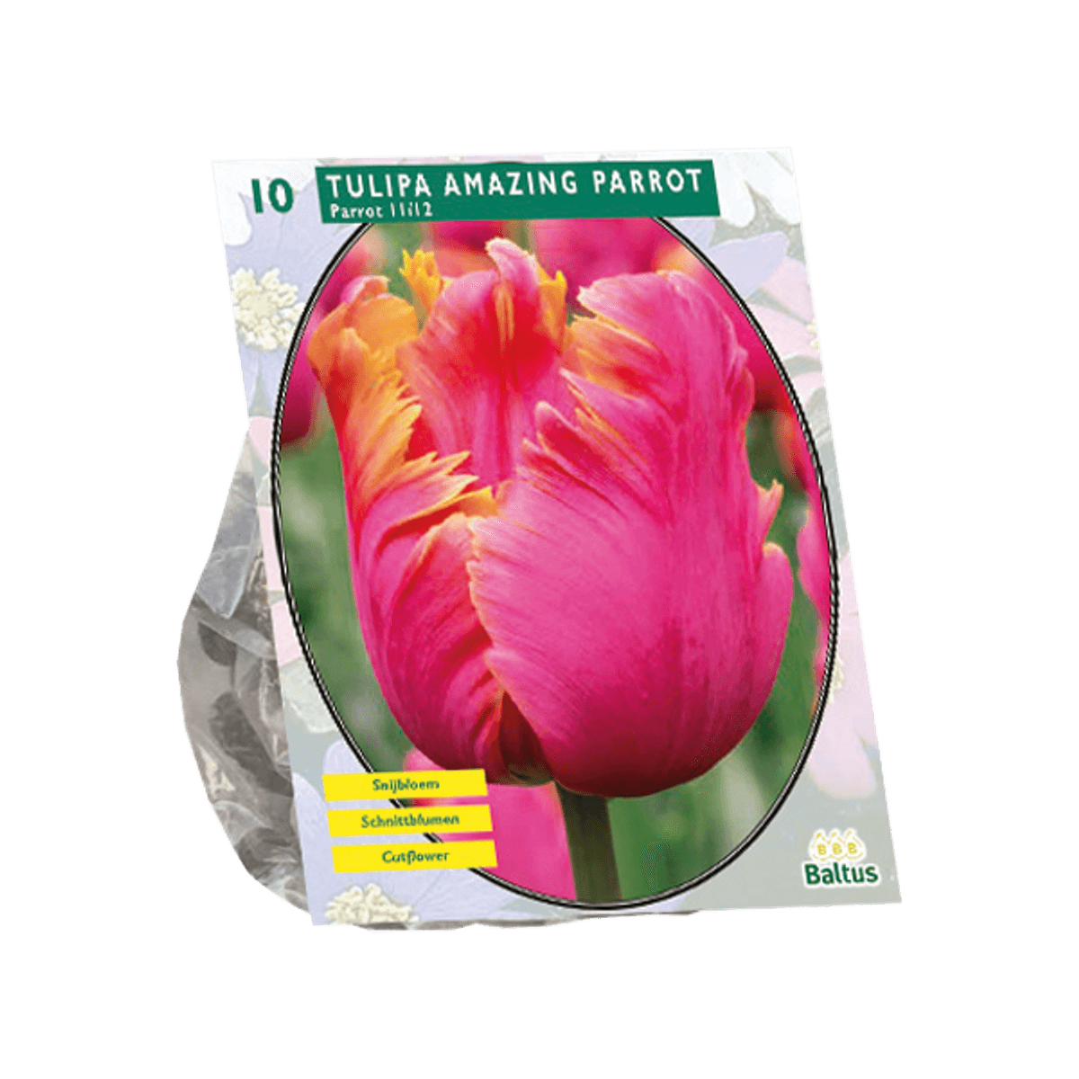 Tulipan Amazing Parrot  10 i pakken