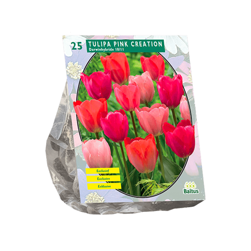 Tulipa Pink Creation. 15 stk Blomsterløk  av Tulipan