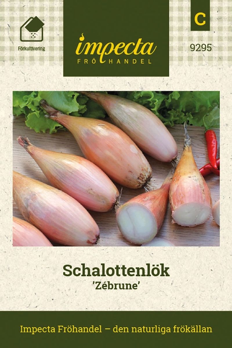 SJALOTTLØK ZEBRUNE