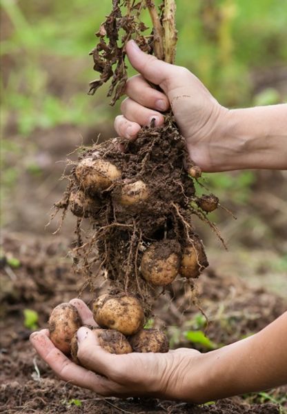 Hovedbilde Potet. Tomt i nettbutikken