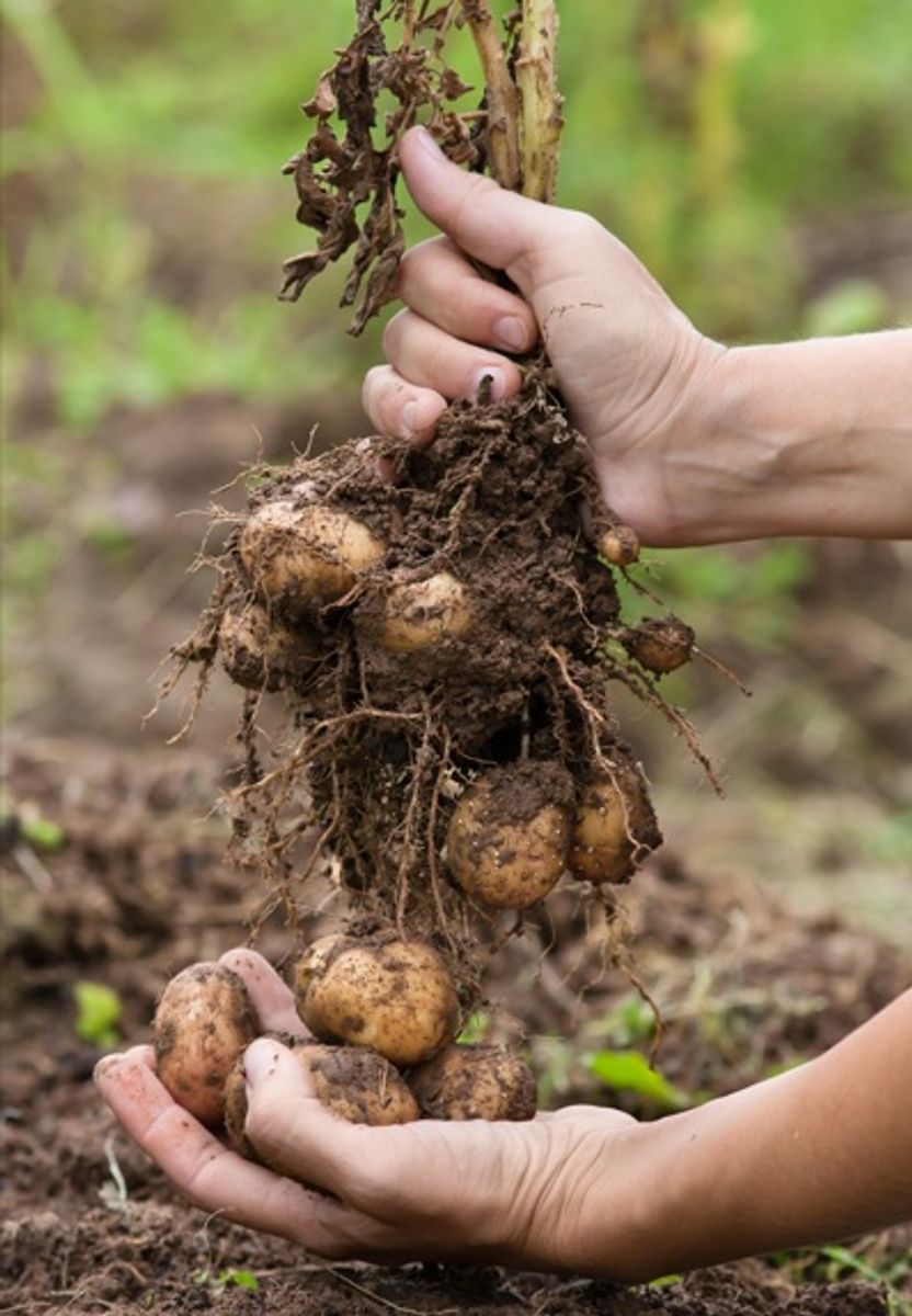 Potet. Tomt i nettbutikken