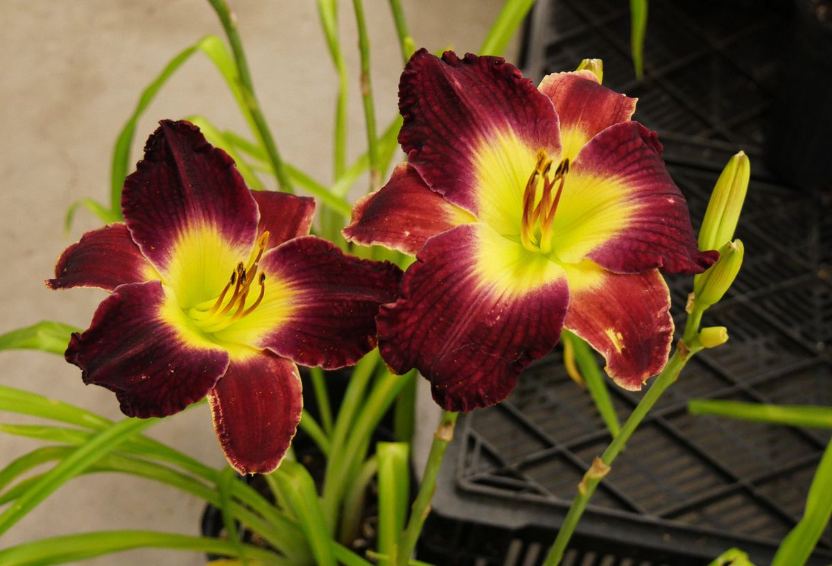 3 stk Daglilje Hemerocallis 'Night Beacon'