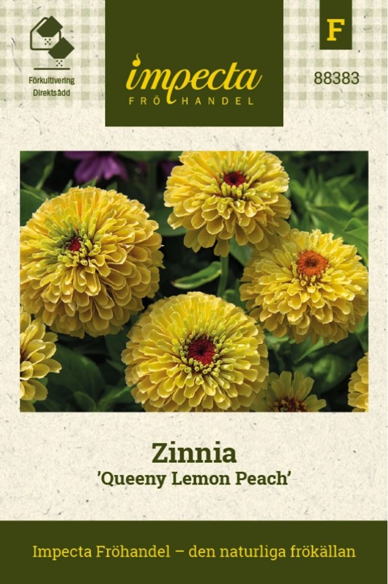 SINNIA QUEENY LEMON PEACH