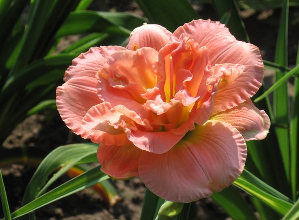 Hovedbilde 3 stk Daglilj Hemerocallis 'Siloam Double ...